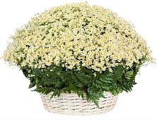 Цветочная композиция из Ромашки в корзине #REPLACE_PRED# Поселок санатория Министерства Обороны